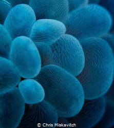 Bubble Coral..... by Chris Miskavitch 